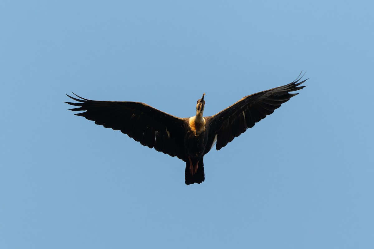 Buff-necked Ibis - ML645088270
