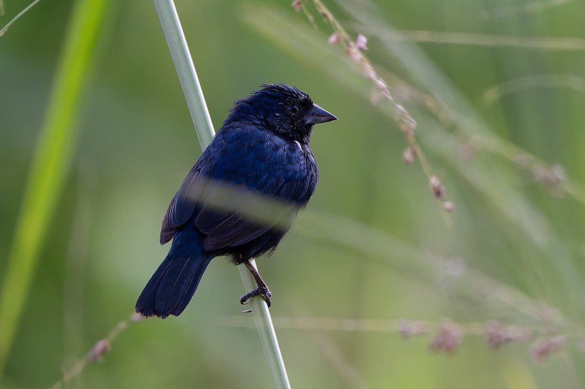 Blue-black Grassquit - ML645088284