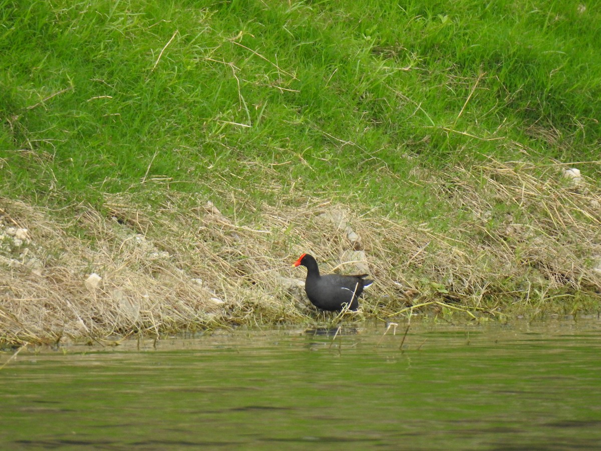 Amerika Sutavuğu - ML645088285