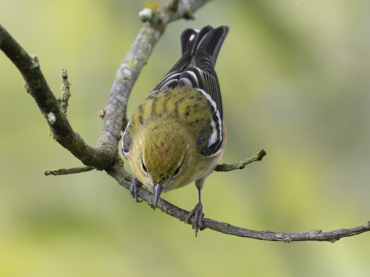Пісняр-лісовик каштановий - ML645088297