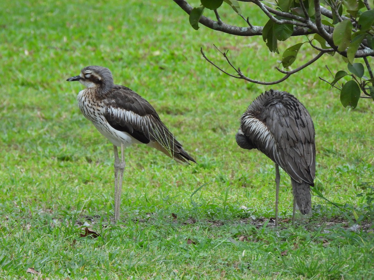 Bush Thick-knee - ML645088308