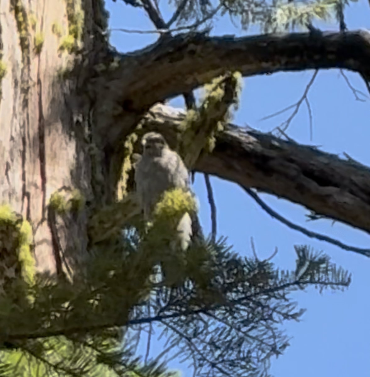 American Goshawk - ML645088309