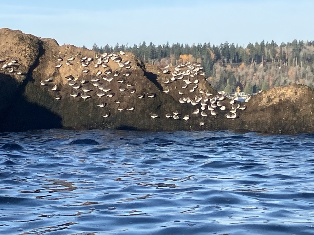 Dunlin - ML645088312