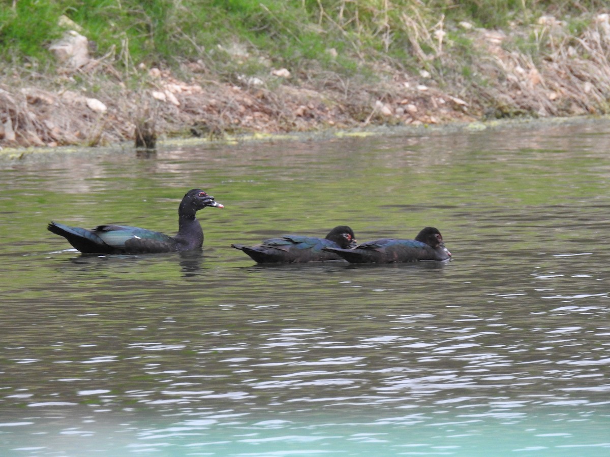 Muscovy Duck - ML645088315
