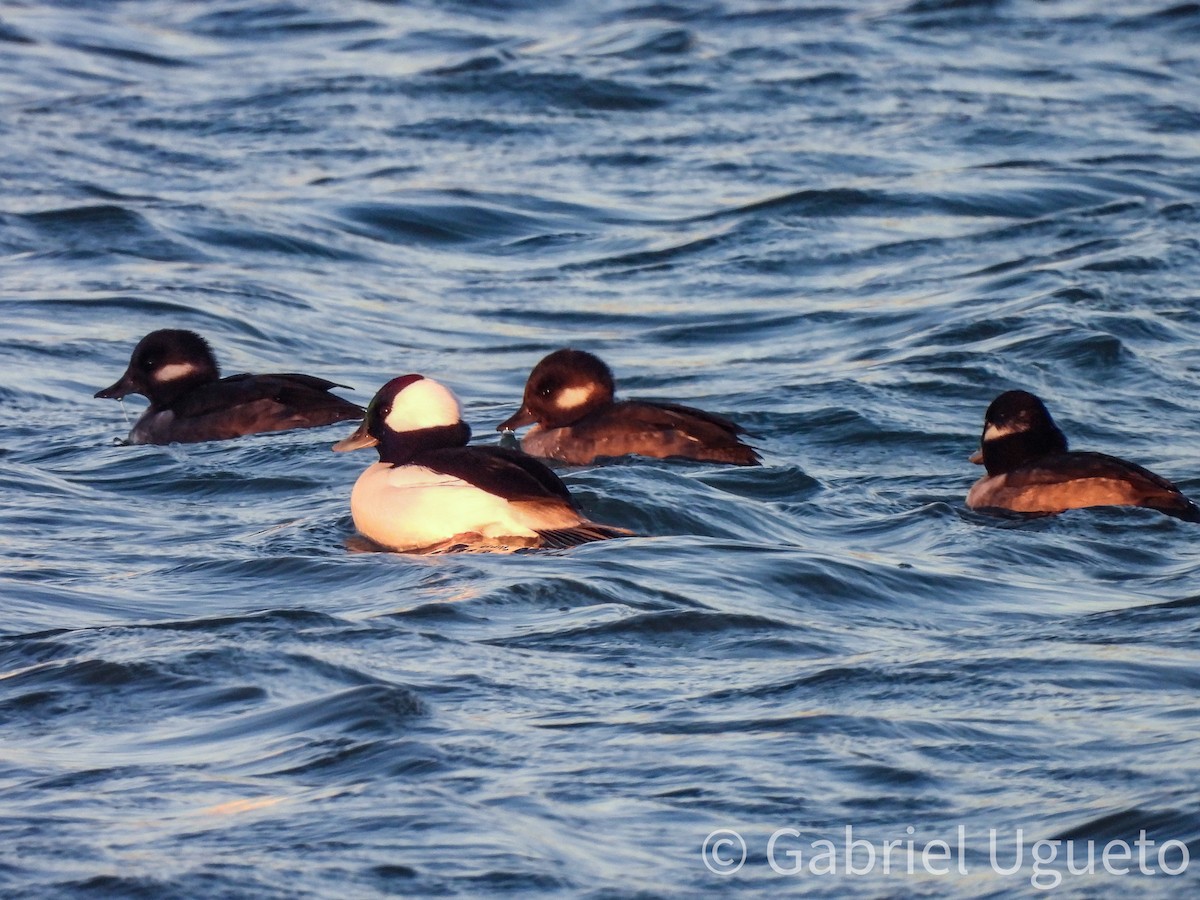 Гоголь-головастик - ML645088324