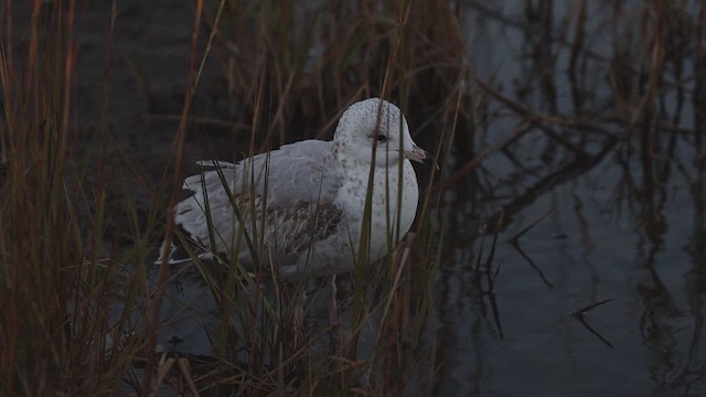 Ring-billed Gull - ML645088338