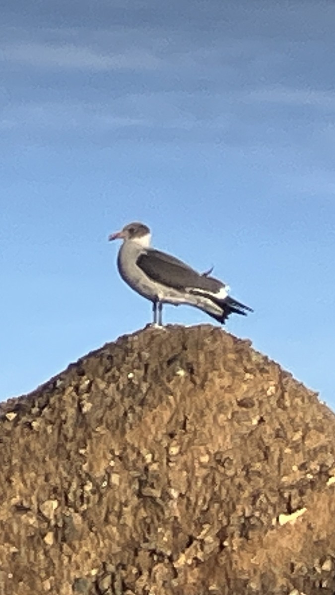 Heermann's Gull - ML645088348