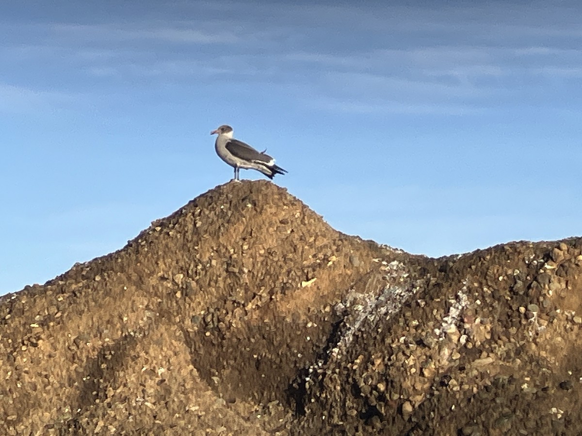 Heermann's Gull - ML645088349