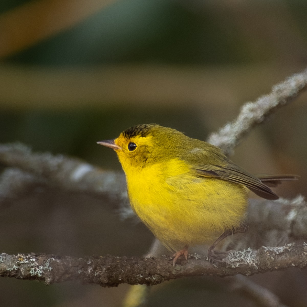 lesňáček čepičatý - ML645088360