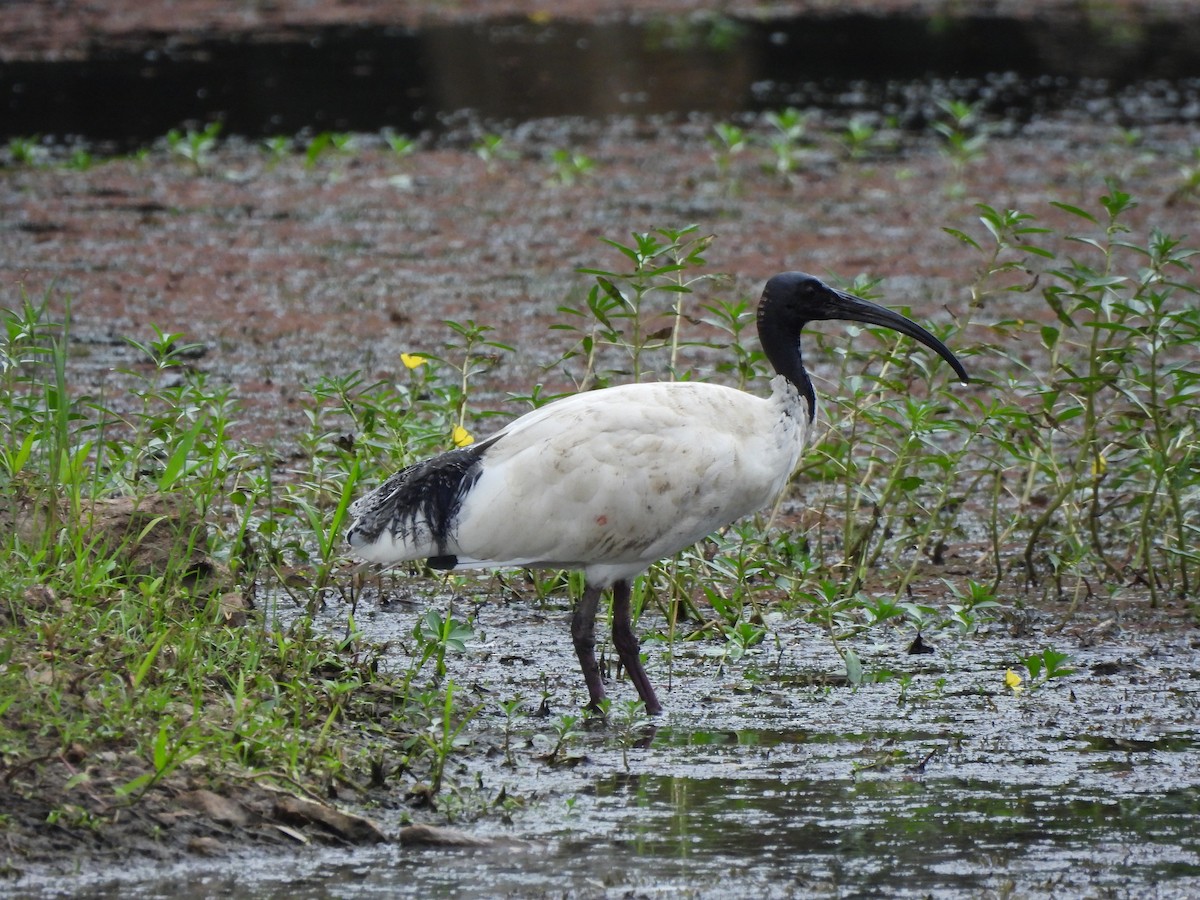Australian Ibis - ML645088362