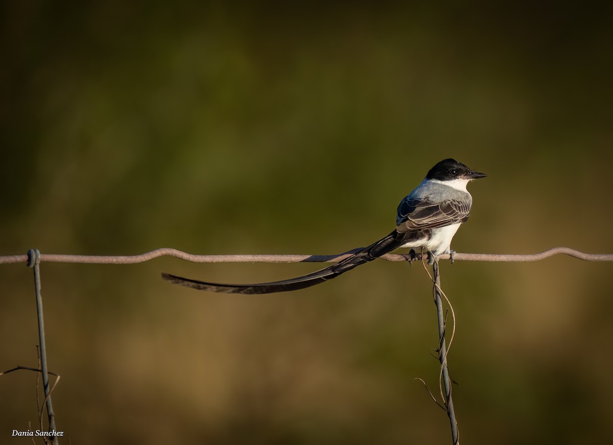 Fork-tailed Flycatcher - ML645088374