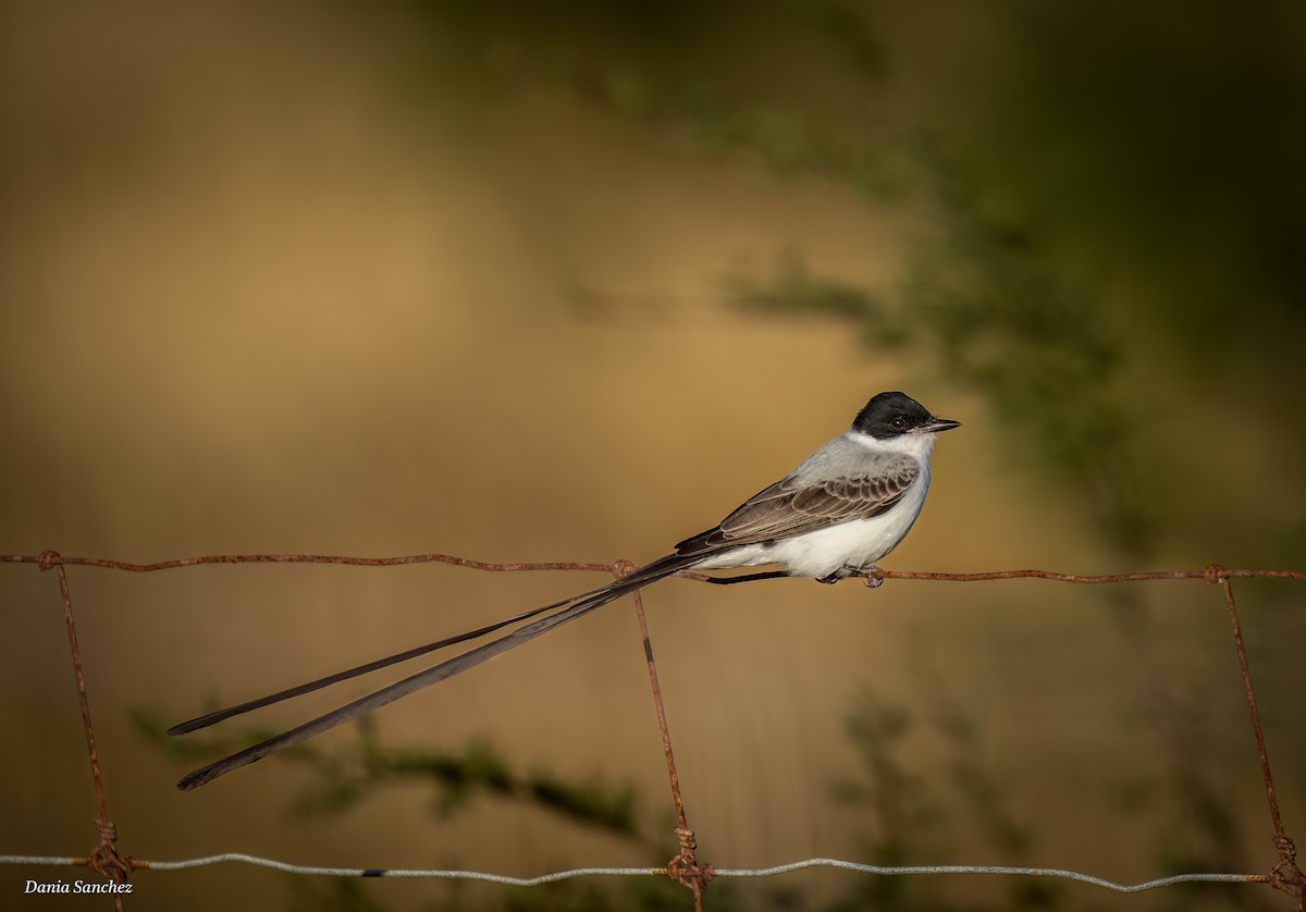 Fork-tailed Flycatcher - ML645088375