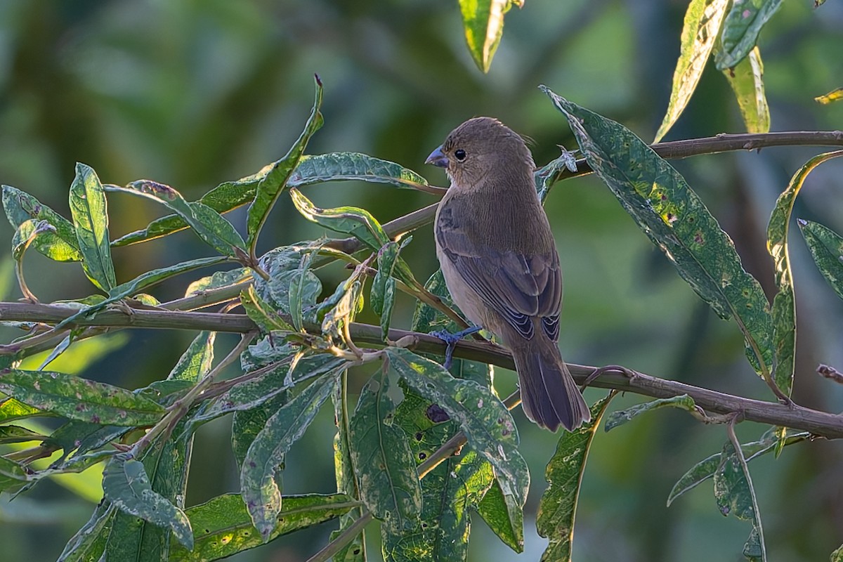 Sporophila sp. - ML645088376