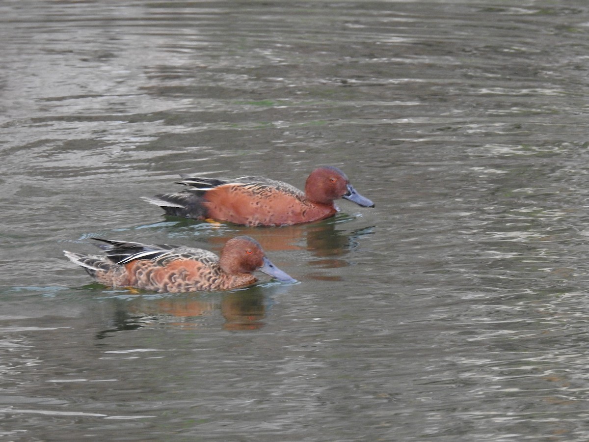 Cinnamon Teal - ML645088380