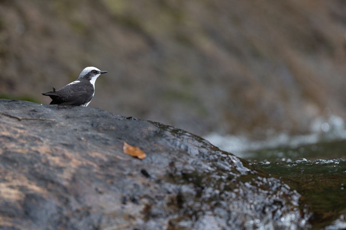 White-capped Dipper (White-bellied) - ML645088382