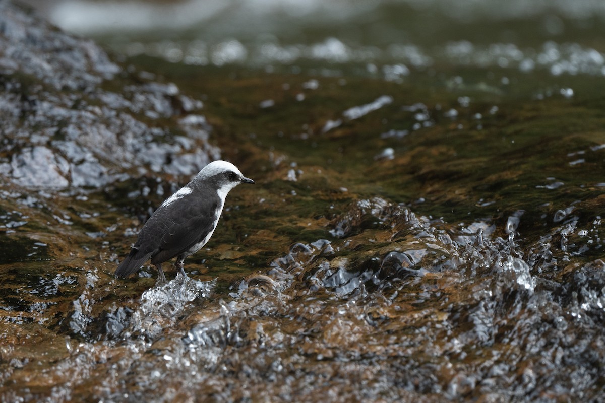 White-capped Dipper (White-bellied) - ML645088383
