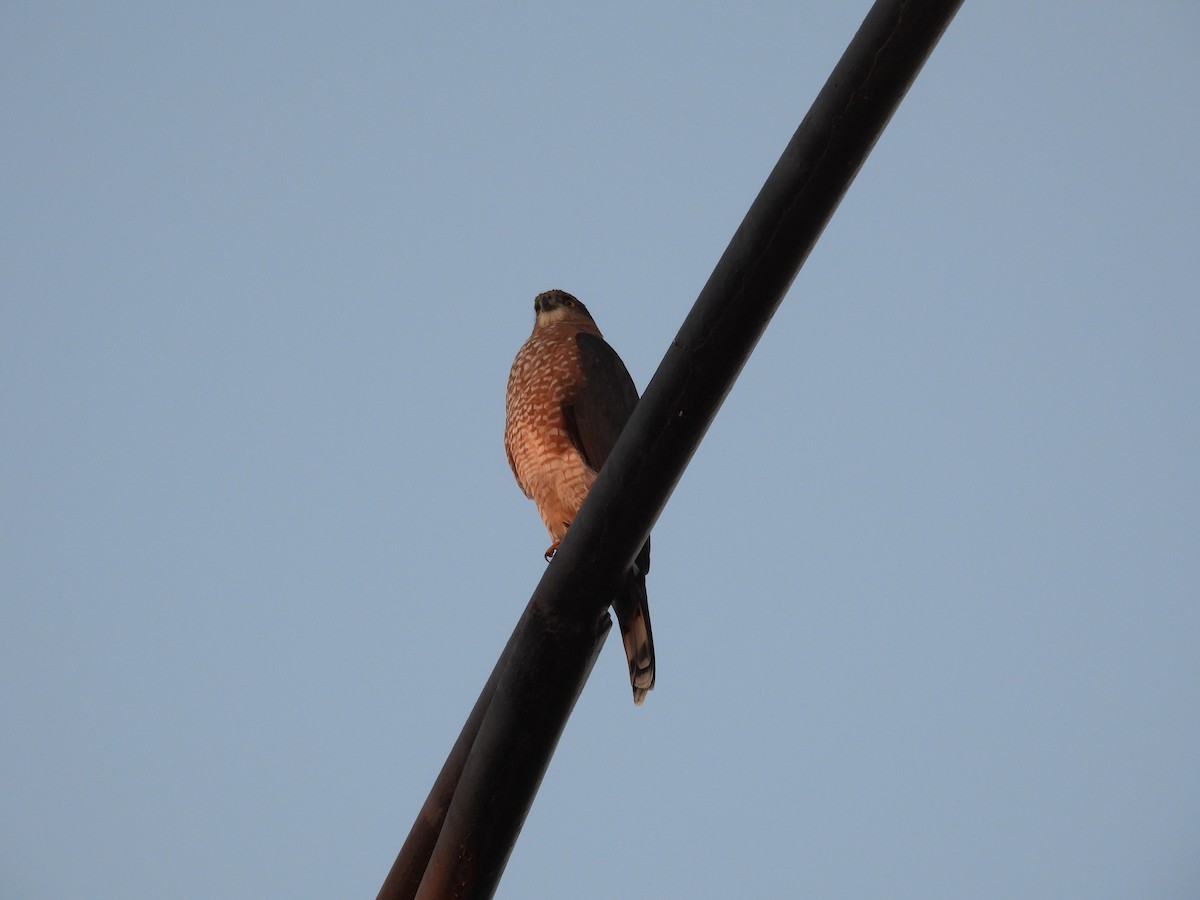 Cooper's Hawk - ML645088386