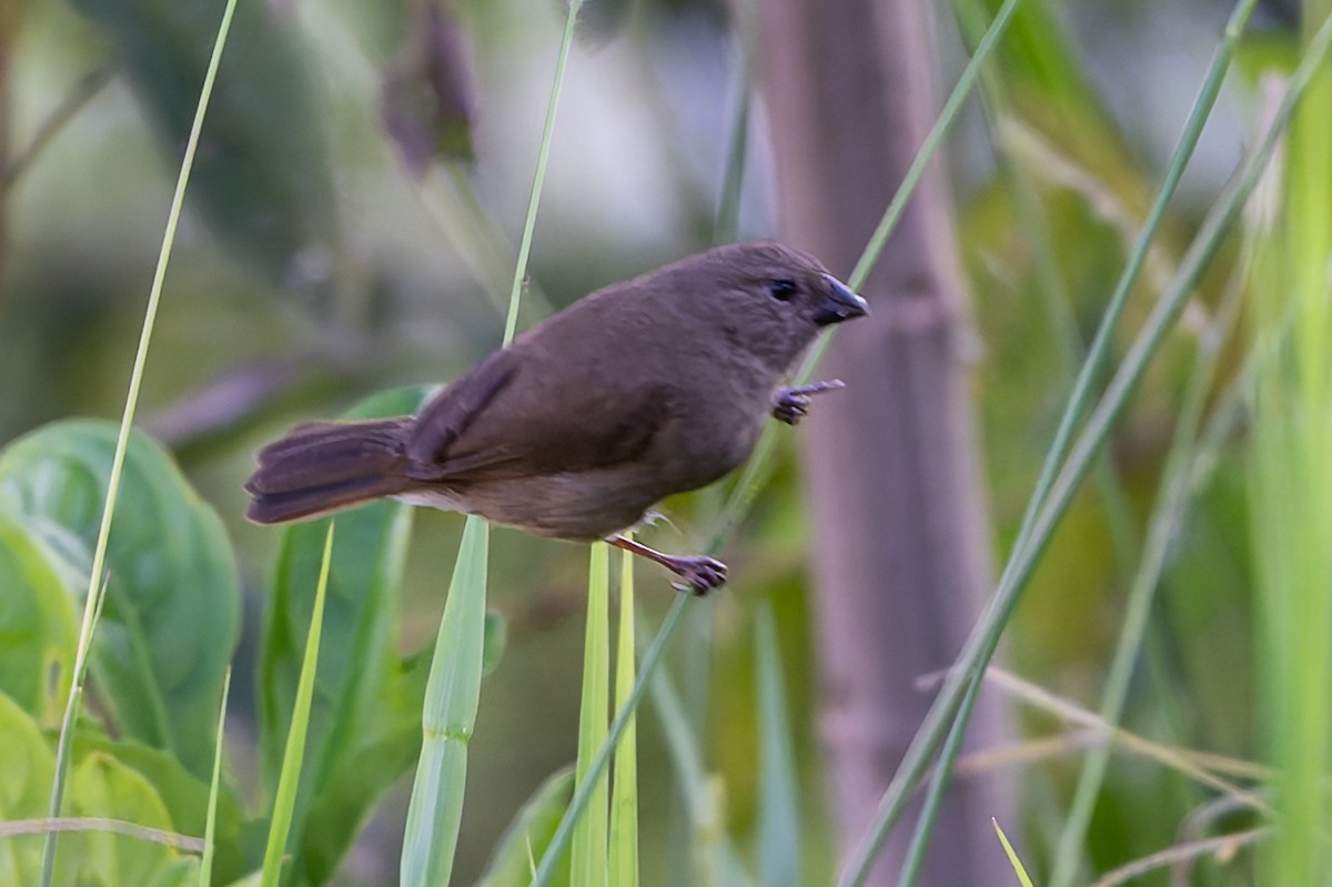 Dull-colored Grassquit - ML645088390