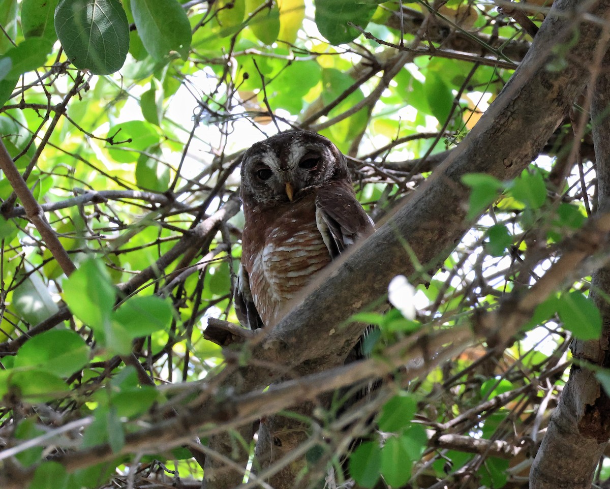 African Wood-Owl - ML645088391