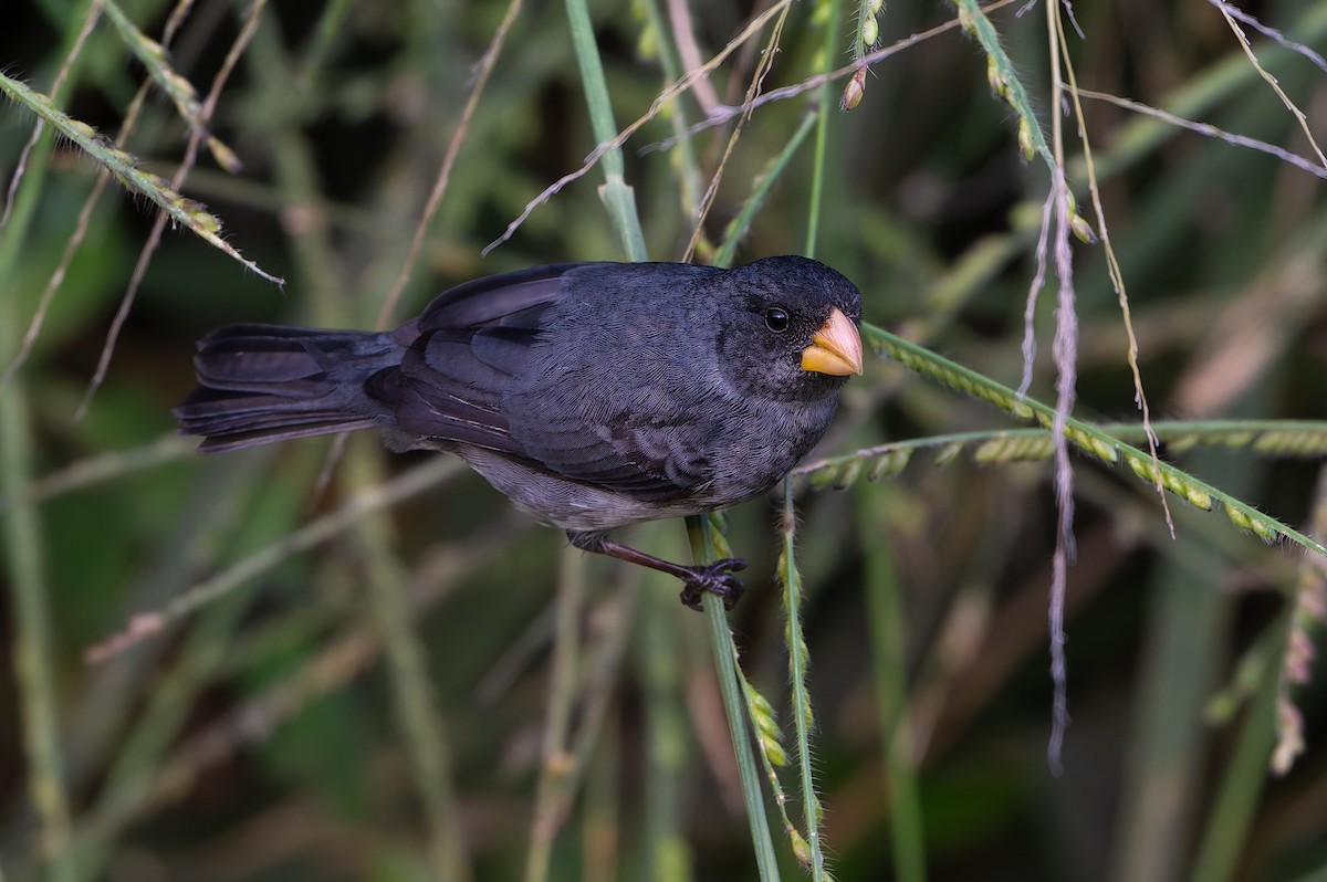 Gray Seedeater - ML645088395