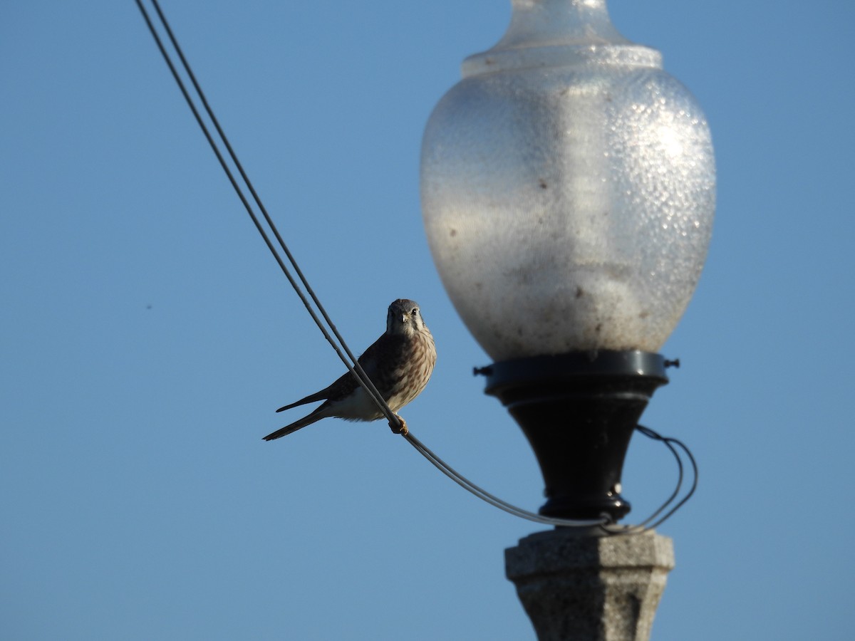 American Kestrel - ML645088397