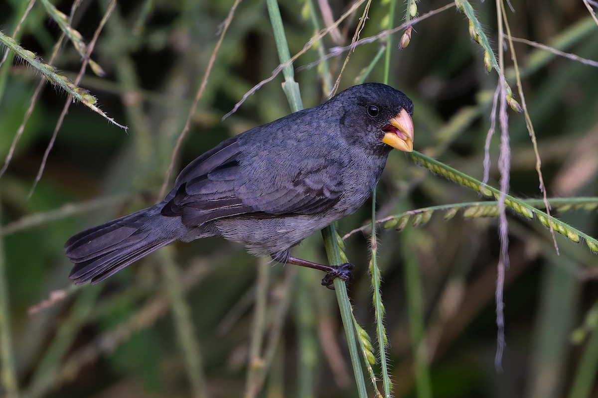 Gray Seedeater - ML645088398