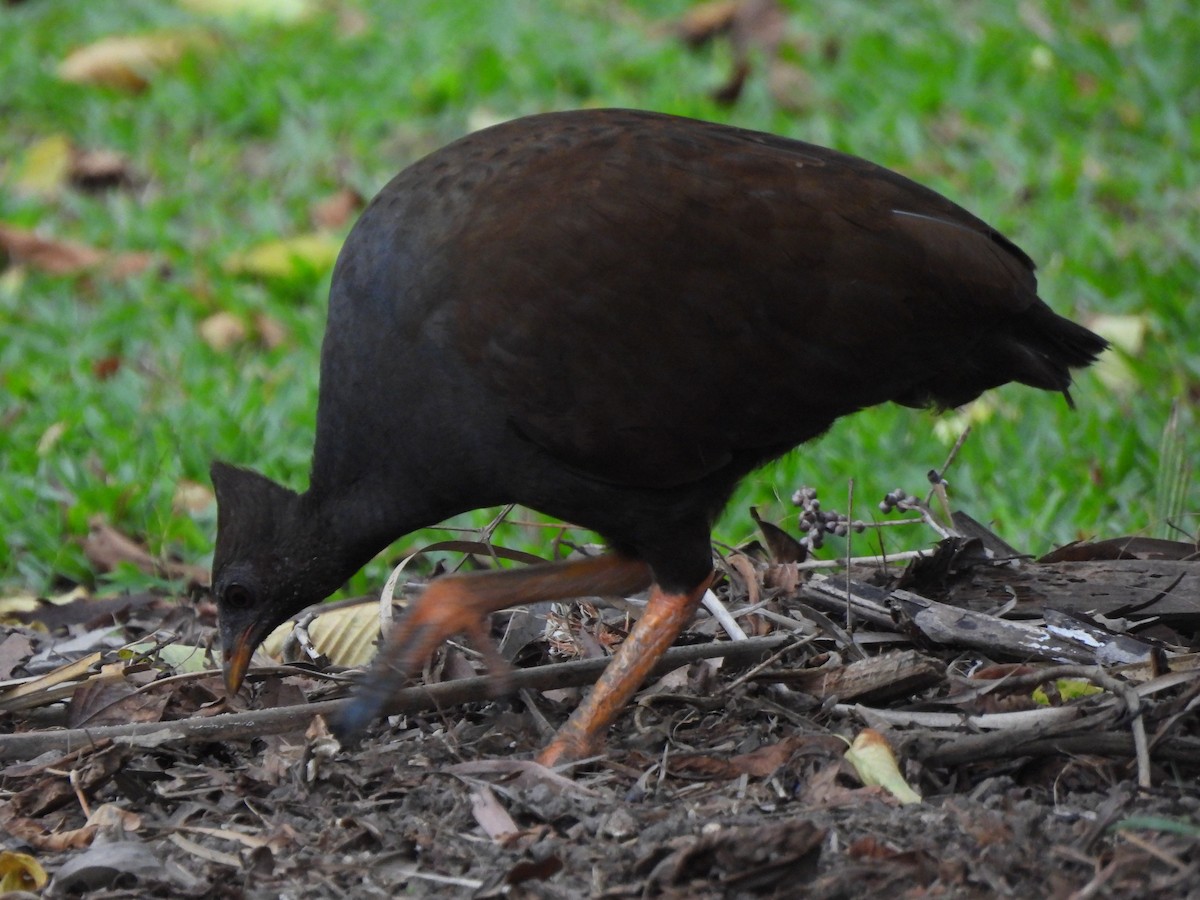 Orange-footed Megapode - ML645088399