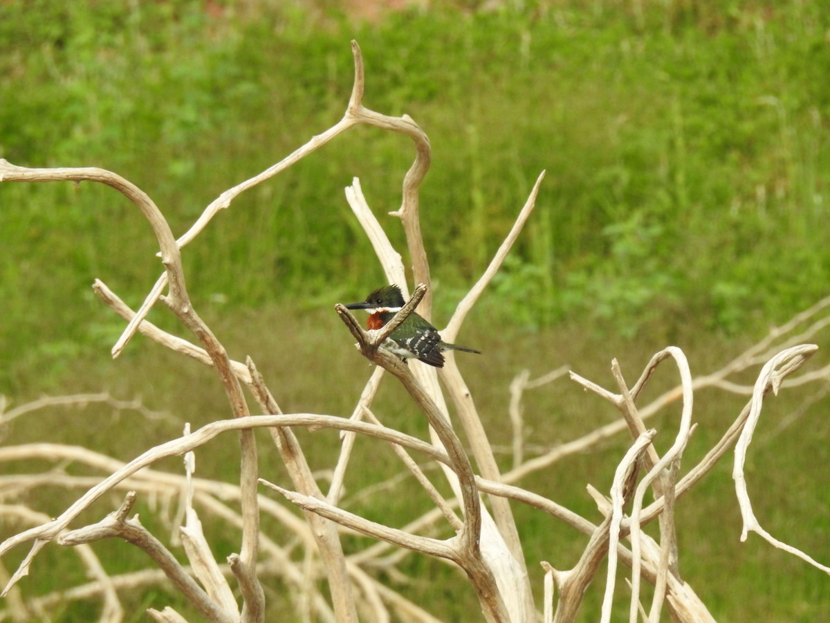 Green Kingfisher - ML645088402