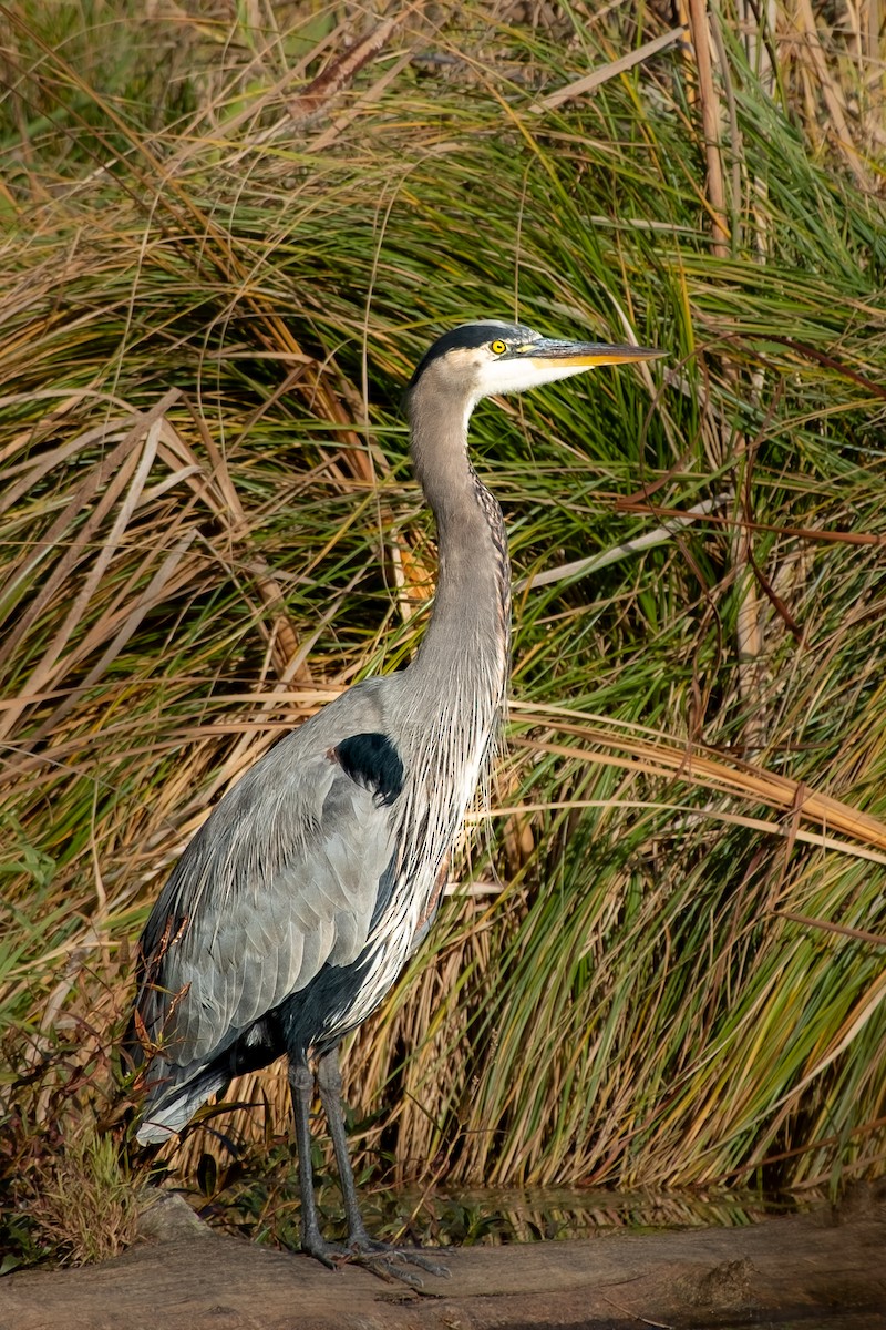 volavka velká - ML645088406