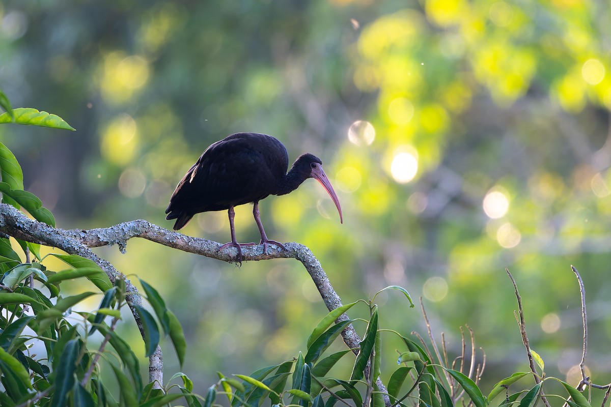 Bare-faced Ibis - ML645088410