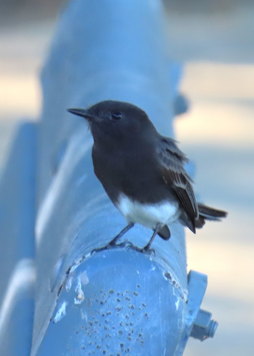 Black Phoebe - ML645088411