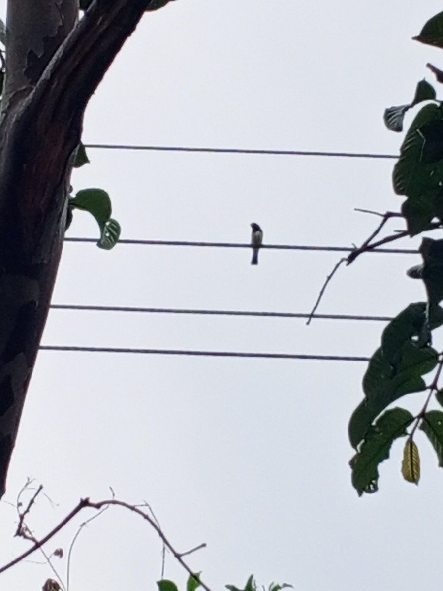 Yellow-bellied Seedeater - ML645088415