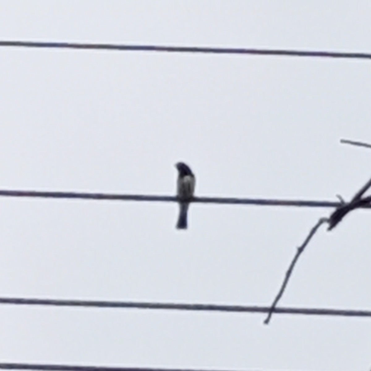 Yellow-bellied Seedeater - ML645088416