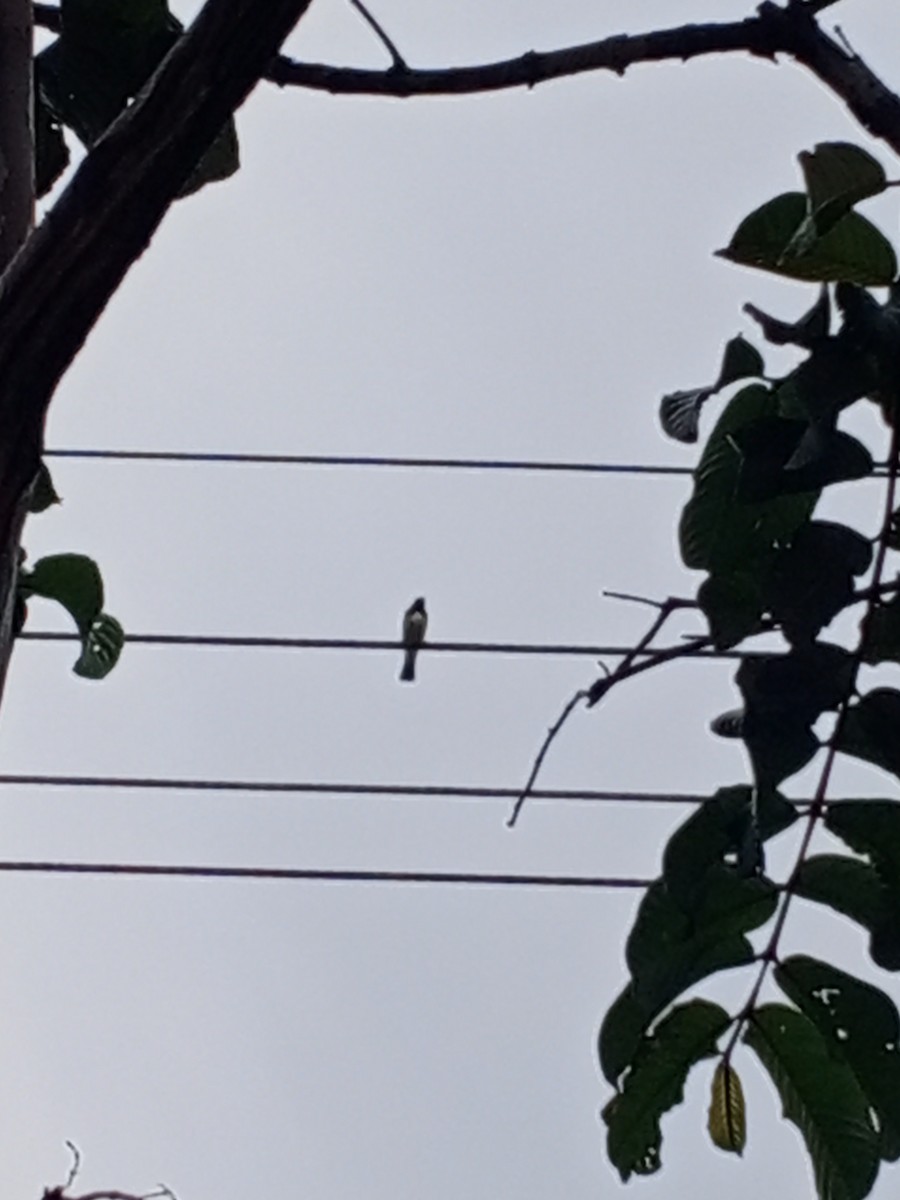Yellow-bellied Seedeater - ML645088417