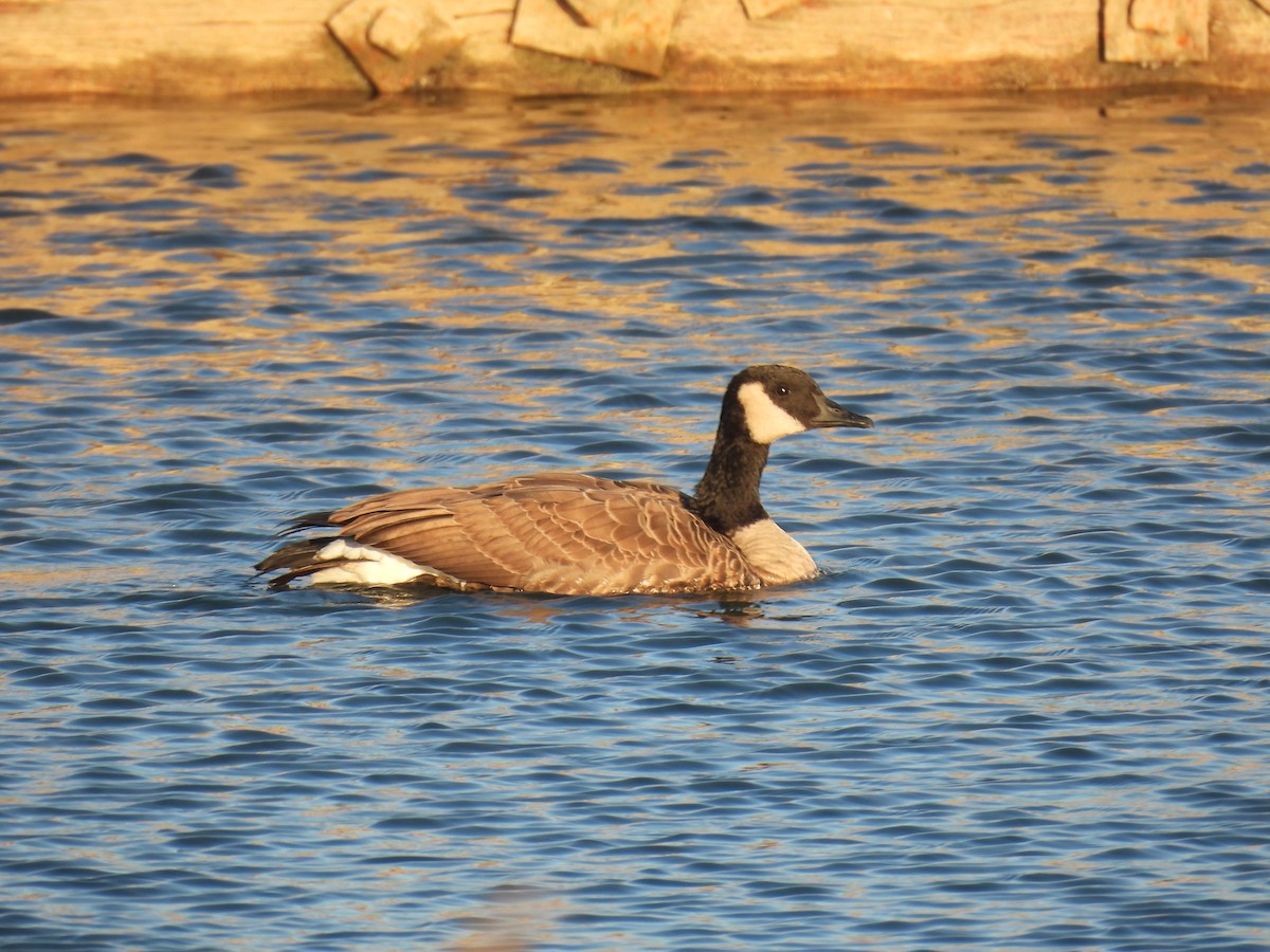 Canada Goose - ML645088418