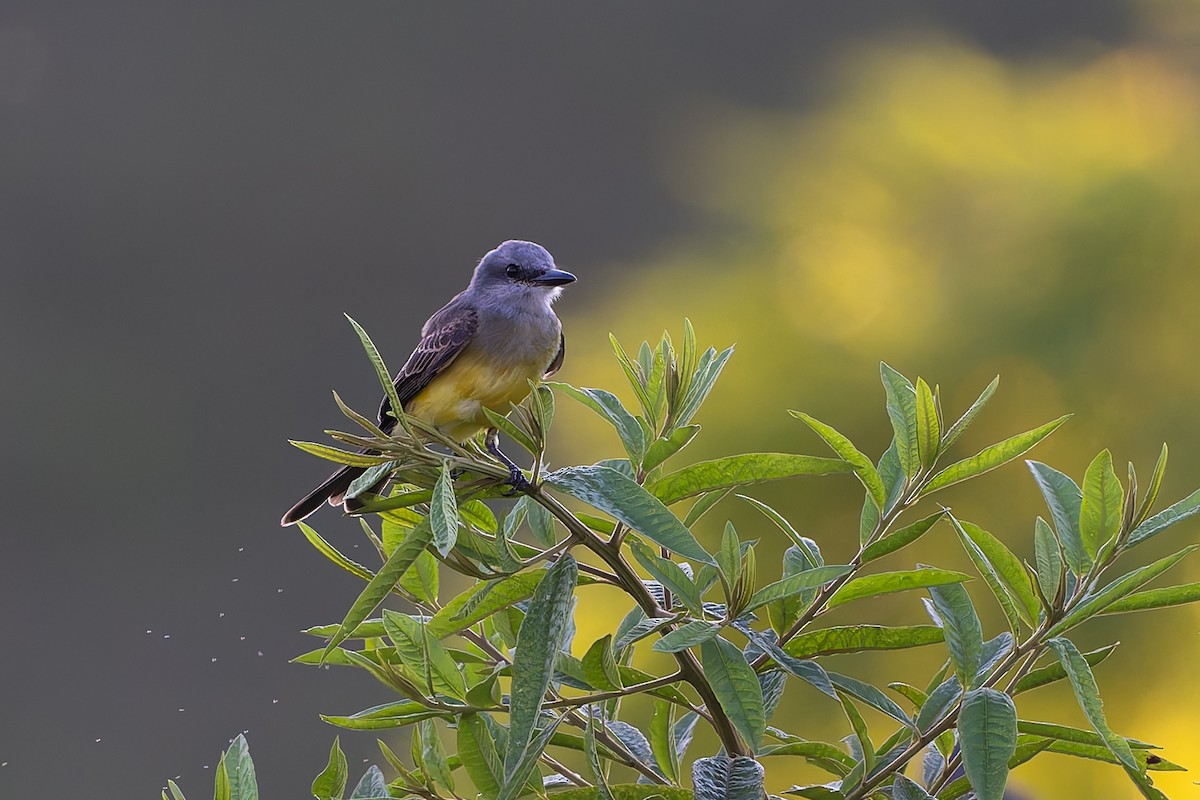 Tropical Kingbird - ML645088423