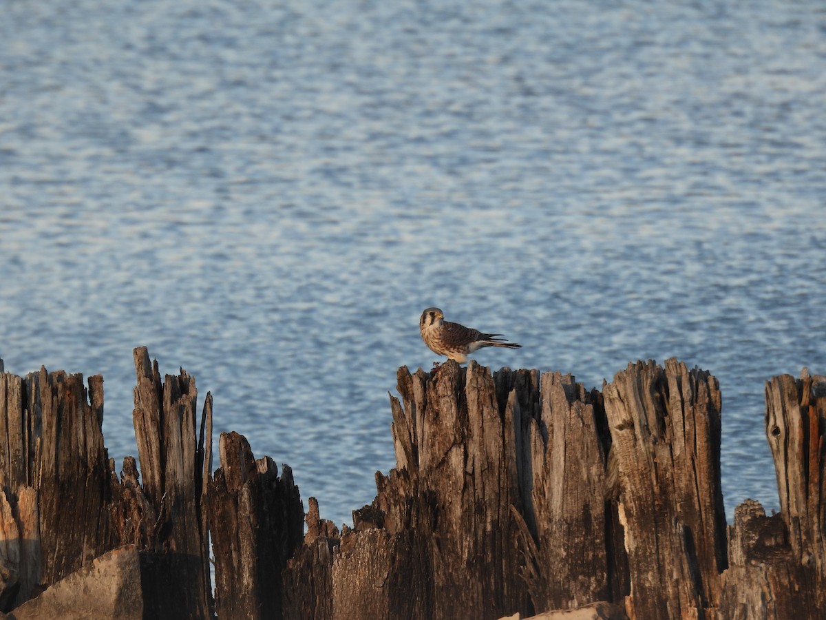 American Kestrel - ML645088424