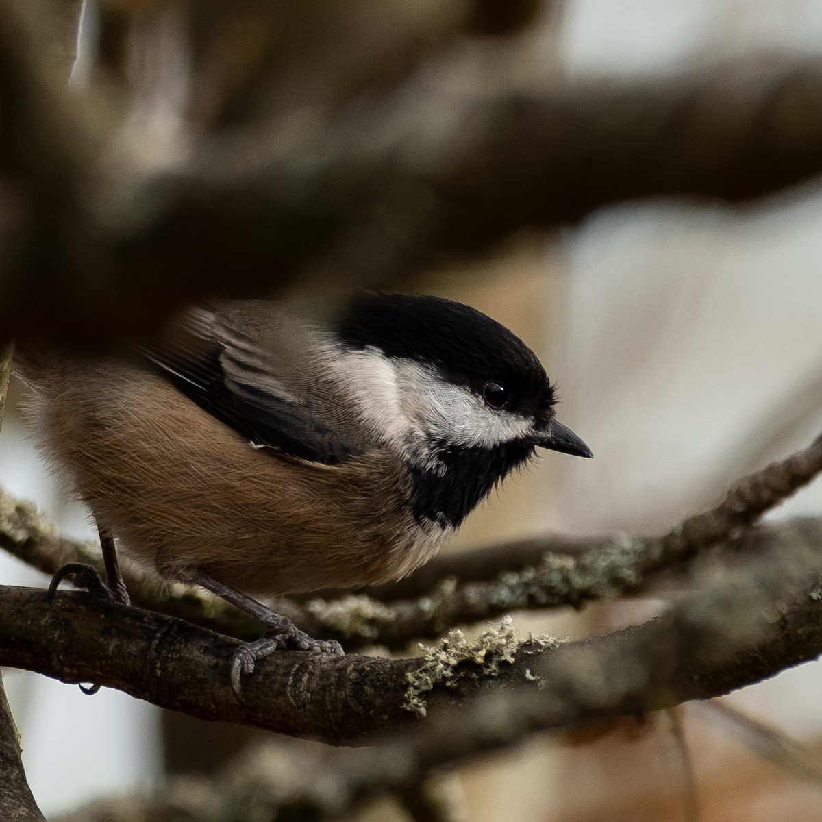 sýkora černohlavá - ML645088425