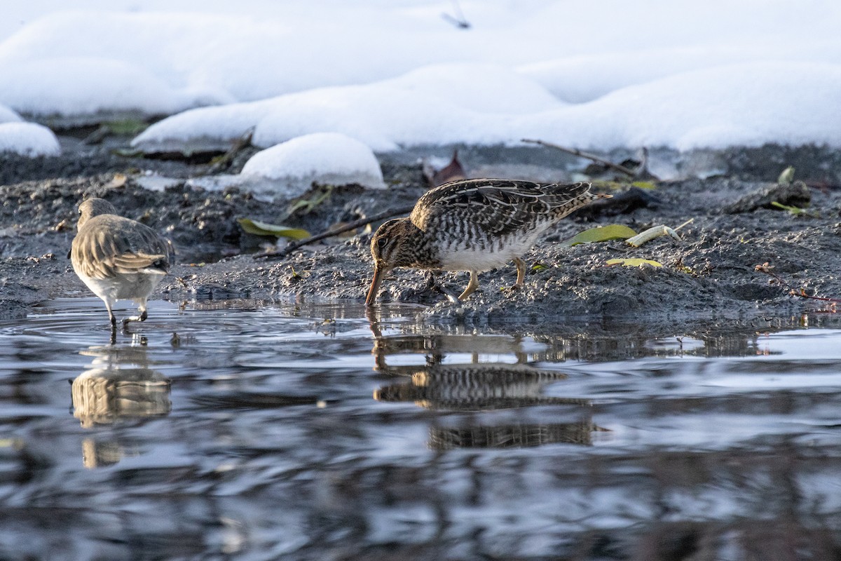 Wilson's Snipe - ML645088427