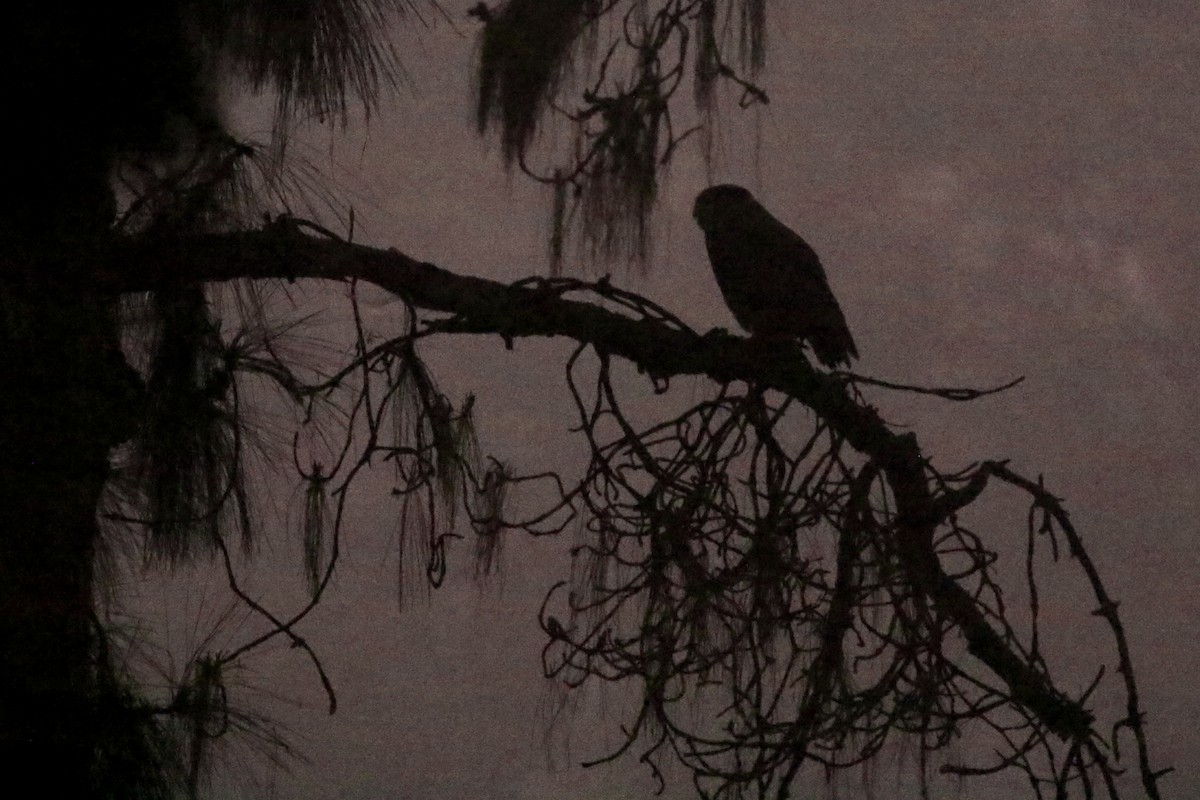 Great Horned Owl - ML645088428