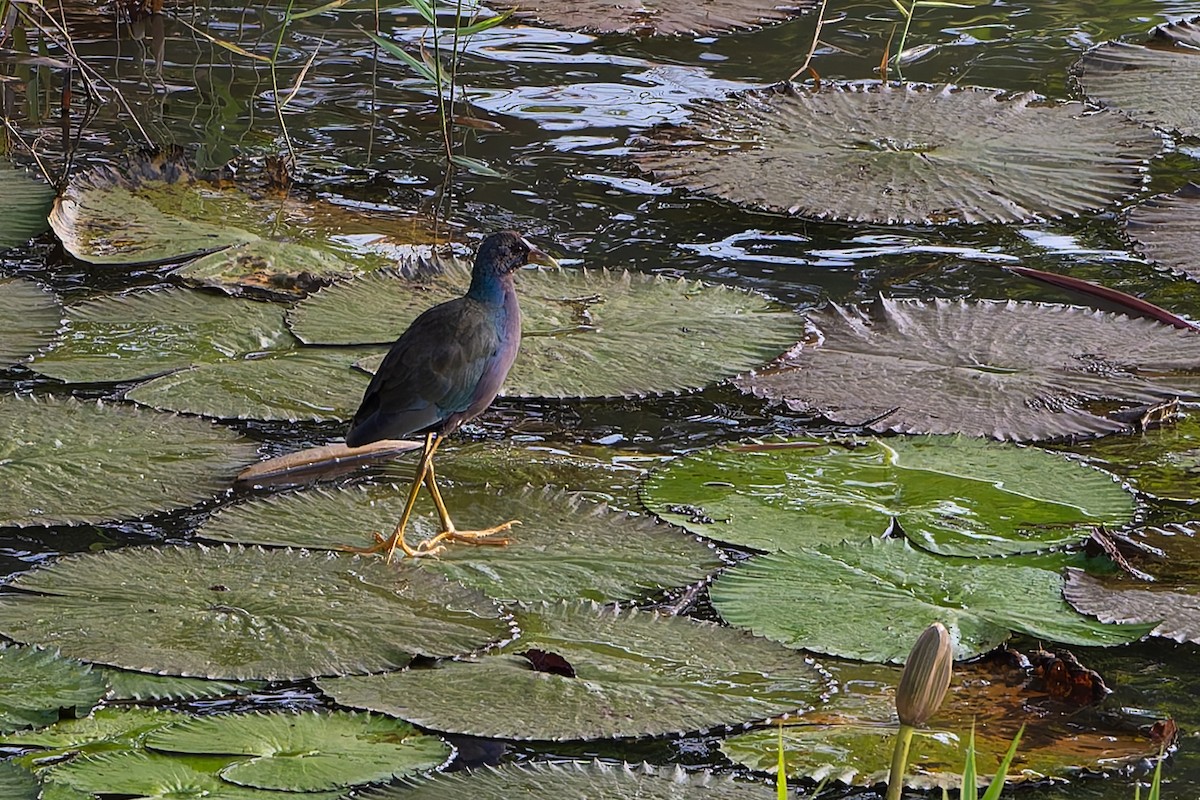 Purple Gallinule - ML645088430