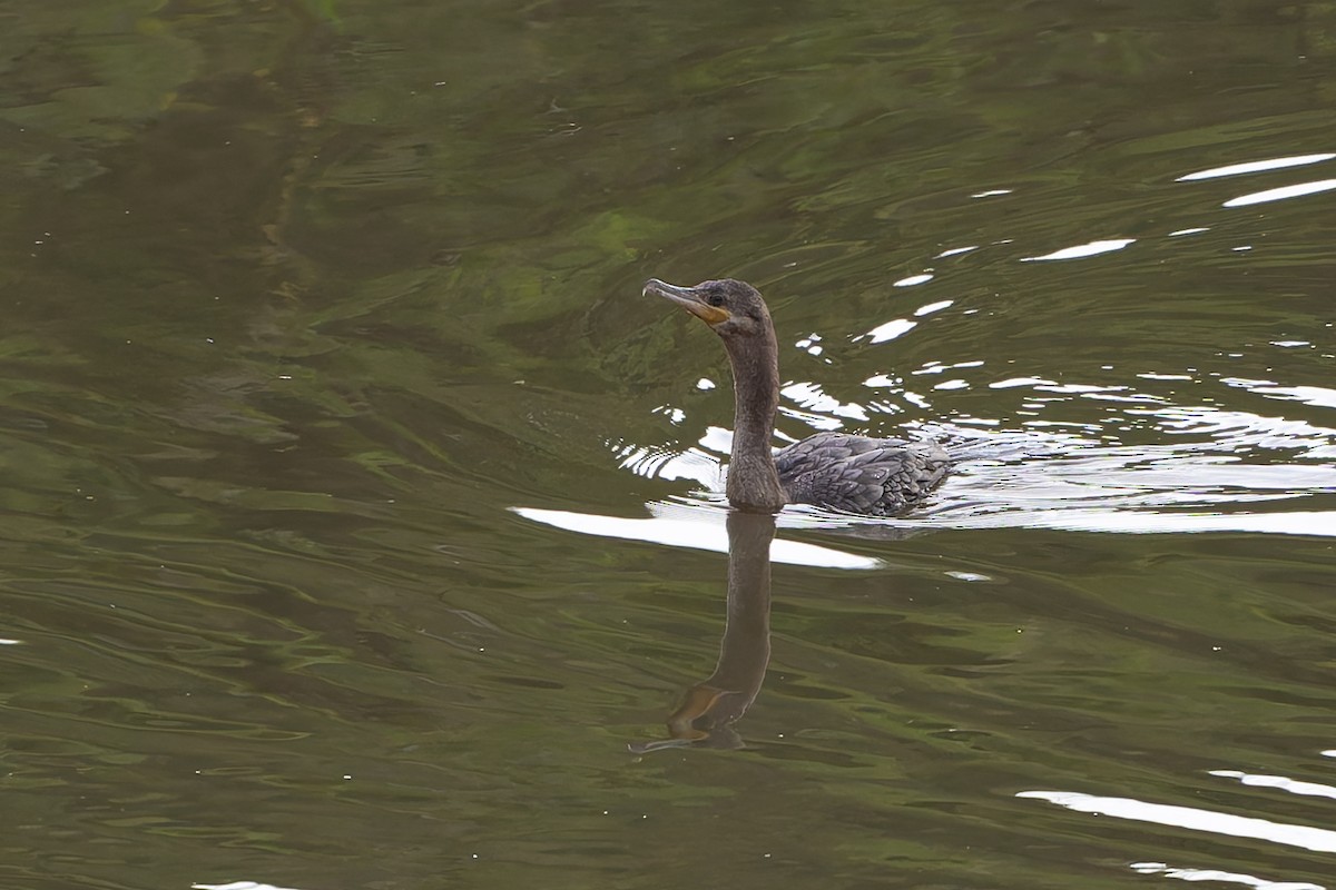 Neotropic Cormorant - ML645088432