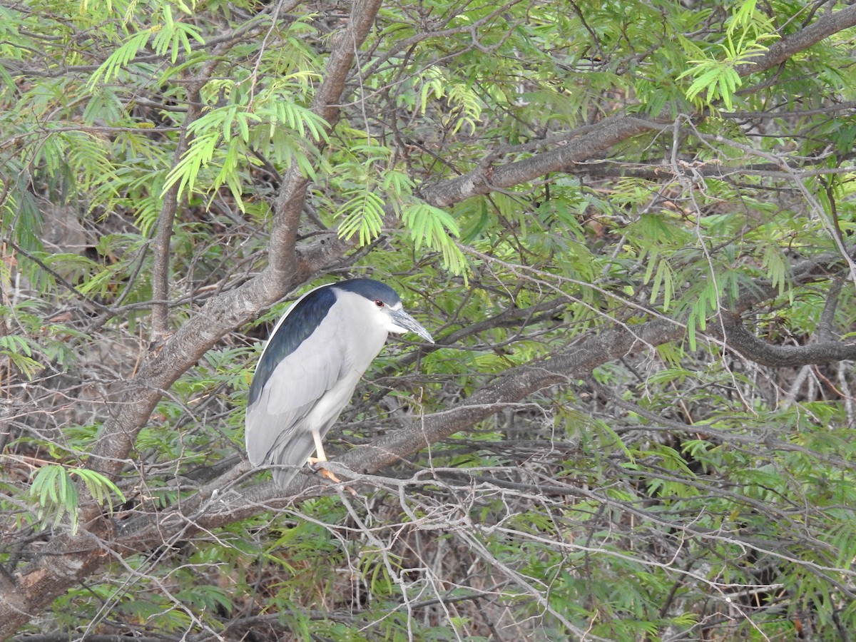 Black-crowned Night Heron - ML645088433
