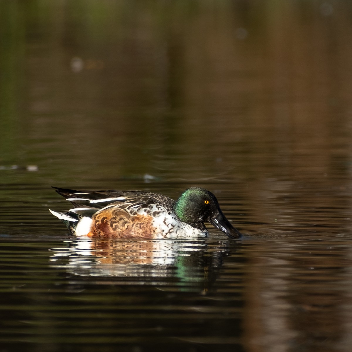 Mestolone - ML645088436