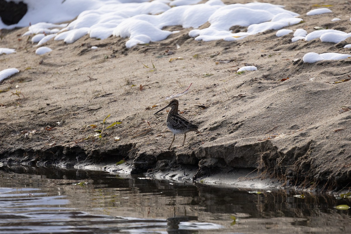 Wilson's Snipe - ML645088437