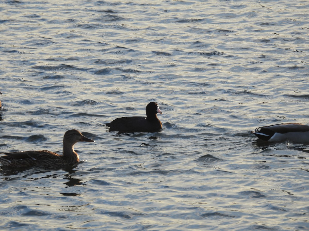 American Coot - ML645088438