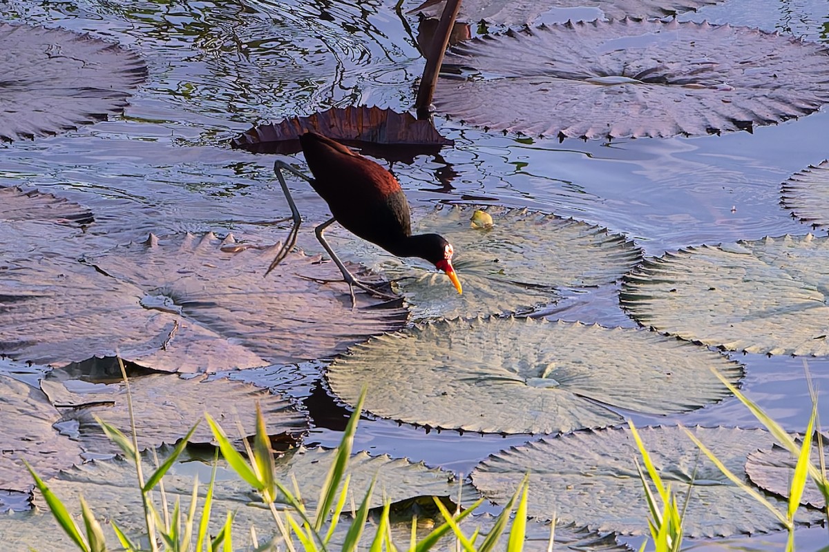 Wattled Jacana - ML645088441