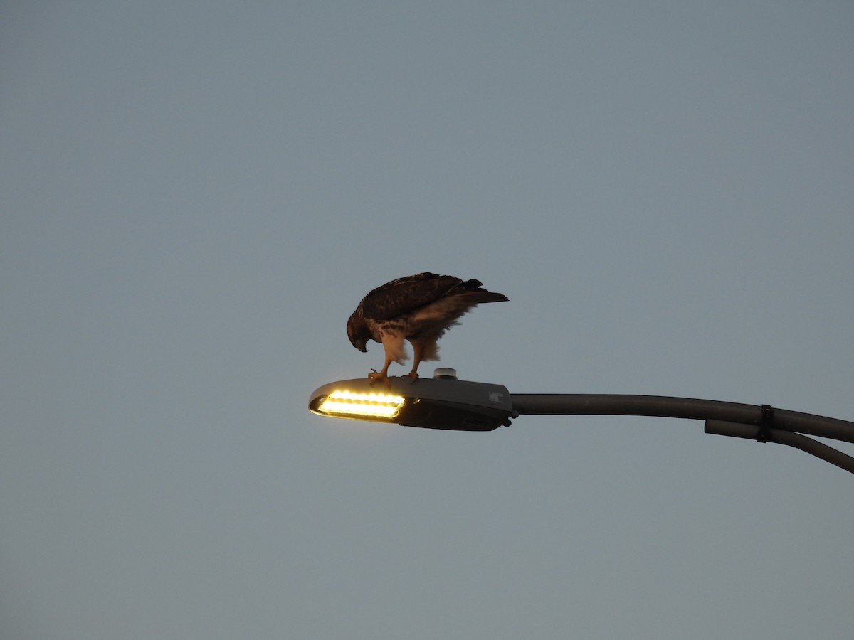 Red-tailed Hawk - ML645088442