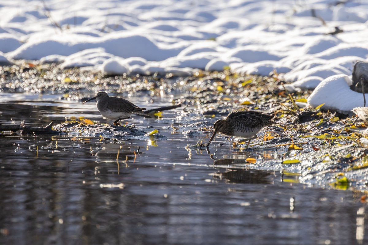Wilson's Snipe - ML645088445