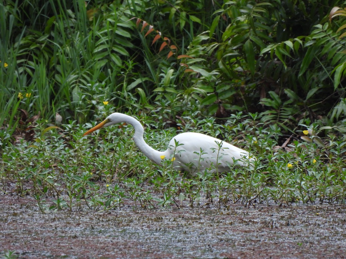 Koartza zuria - ML645088446